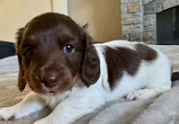 Duke, a male Miniature Dachshund for sale in Weldona, CO – 2 of 3