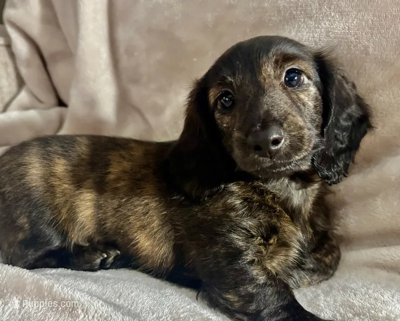Bella's Chloe – Miniature Dachshund puppy for sale in Weldona, CO