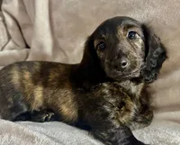 Bella's Chloe, a female Miniature Dachshund for sale in Weldona, CO – 1 of 1