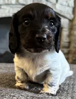 Dino, a male Miniature Dachshund for sale in Weldona, CO – 2 of 2