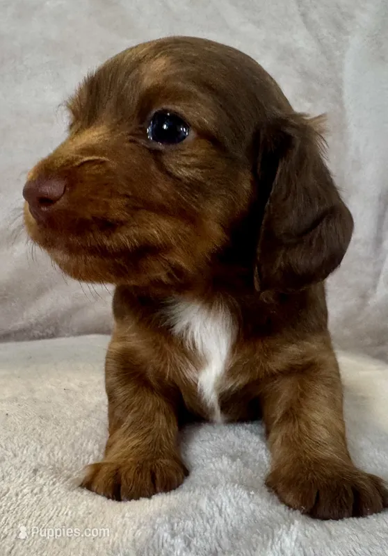 Dozer – Miniature Dachshund puppy for sale in Weldona, CO