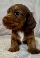 Dozer, a male Miniature Dachshund for sale in Weldona, CO – 1 of 4