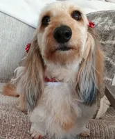 Chester , a male Miniature Dachshund for sale in Weldona, CO – 2 of 3