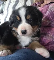Clint, a male Bernese Mountain Dog for sale in Hillsboro, OH – 7 of 10