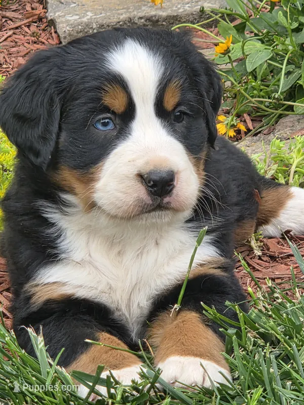 Blue eyed – Bernese Mountain Dog puppy for sale in Hillsboro, OH