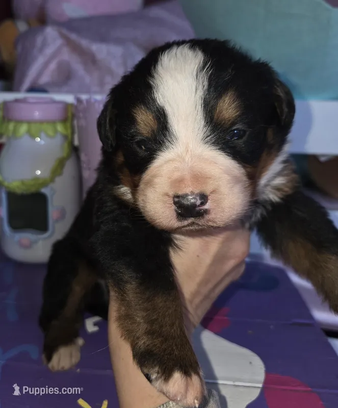 Clint – Bernese Mountain Dog puppy for sale in Hillsboro, OH