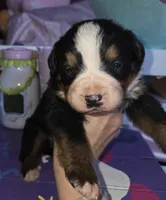 Clint, a male Bernese Mountain Dog for sale in Hillsboro, OH – 1 of 4