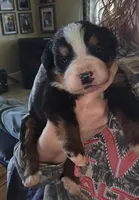 Clint, a male Bernese Mountain Dog for sale in Hillsboro, OH – 3 of 4