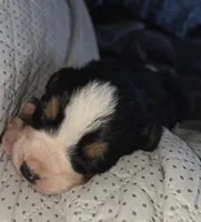 Clint, a male Bernese Mountain Dog for sale in Hillsboro, OH – 4 of 4