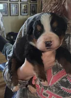 Clint, a male Bernese Mountain Dog for sale in Hillsboro, OH – 2 of 4