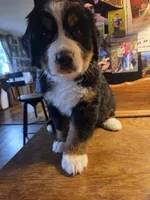 Mikey, a male Bernese Mountain Dog for sale in Hillsboro, OH – 7 of 10