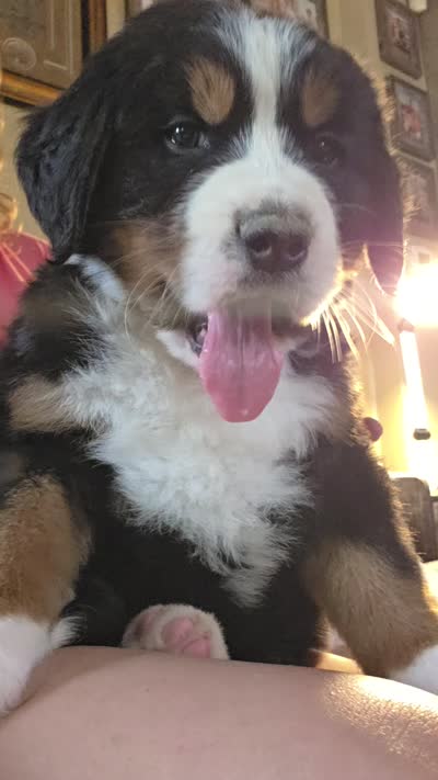 Mikey, a male Bernese Mountain Dog for sale in Hillsboro, OH – 10 of 10