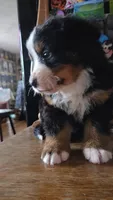 Clint, a male Bernese Mountain Dog for sale in Hillsboro, OH – 3 of 10