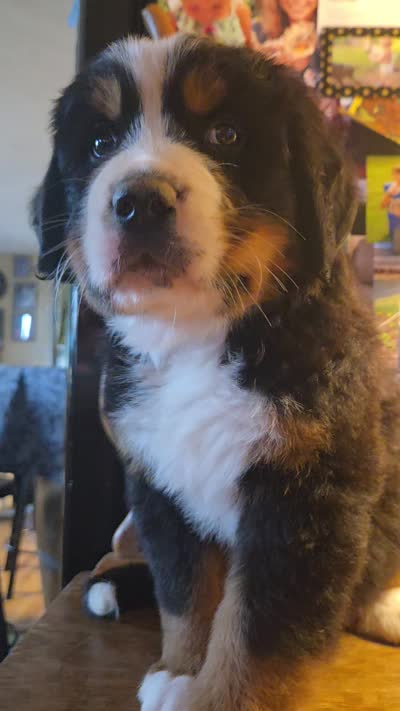 Mikey, a male Bernese Mountain Dog for sale in Hillsboro, OH – 9 of 10