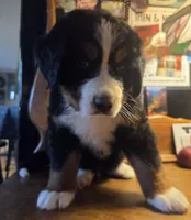 Mikey, a male Bernese Mountain Dog for sale in Hillsboro, OH – 3 of 10
