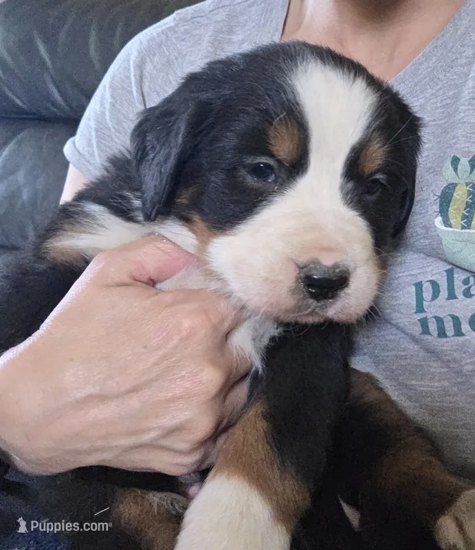 Johnny – Bernese Mountain Dog puppy for sale in Hillsboro, OH