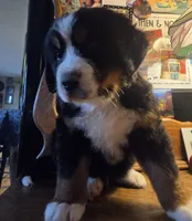 Mikey, a male Bernese Mountain Dog for sale in Hillsboro, OH – 5 of 10