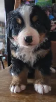Clint, a male Bernese Mountain Dog for sale in Hillsboro, OH – 4 of 10