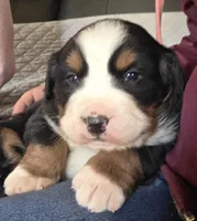 Blue eyed, a male Bernese Mountain Dog for sale in Hillsboro, OH – 5 of 10