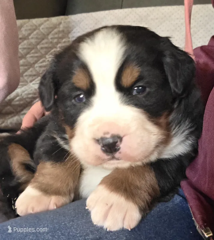 Blue eyed – Bernese Mountain Dog puppy for sale in Hillsboro, OH