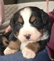 Blue eyed, a male Bernese Mountain Dog for sale in Hillsboro, OH – 1 of 10