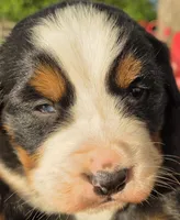 Blue eyed, a male Bernese Mountain Dog for sale in Hillsboro, OH – 4 of 10