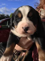 Blue eyed, a male Bernese Mountain Dog for sale in Hillsboro, OH – 8 of 10