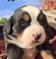 Blue eyed, a male Bernese Mountain Dog for sale in Hillsboro, OH – 7 of 10