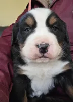 Blue eyed, a male Bernese Mountain Dog for sale in Hillsboro, OH – 10 of 10