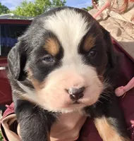 Blue eyed, a male Bernese Mountain Dog for sale in Hillsboro, OH – 6 of 10