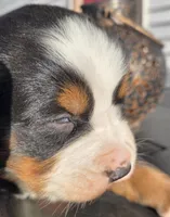 Blue eyed, a male Bernese Mountain Dog for sale in Hillsboro, OH – 2 of 10