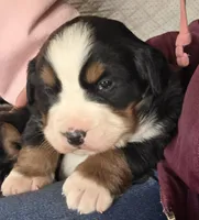 Blue eyed, a male Bernese Mountain Dog for sale in Hillsboro, OH – 3 of 10