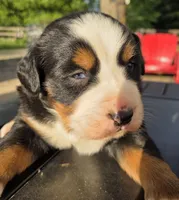 Blue eyed, a male Bernese Mountain Dog for sale in Hillsboro, OH – 9 of 10