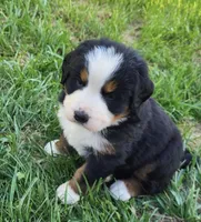 John doe, a  Bernese Mountain Dog for sale in Hillsboro, OH – Photo 3 of 8