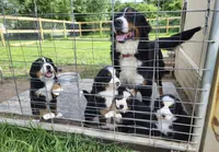 John doe, a  Bernese Mountain Dog for sale in Hillsboro, OH – Photo 6 of 8
