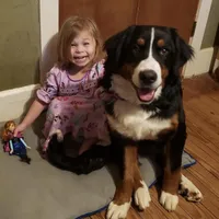 John doe, a  Bernese Mountain Dog for sale in Hillsboro, OH – Photo 8 of 8