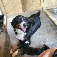 John doe, a  Bernese Mountain Dog for sale in Hillsboro, OH – Photo 7 of 8
