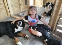 John doe, a  Bernese Mountain Dog for sale in Hillsboro, OH – Photo 5 of 8