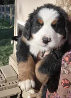 John doe, a  Bernese Mountain Dog for sale in Hillsboro, OH – Photo 1 of 8