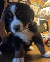 Mikey, a male Bernese Mountain Dog for sale in Hillsboro, OH – 4 of 10