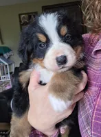 Clint, a male Bernese Mountain Dog for sale in Hillsboro, OH – 9 of 10