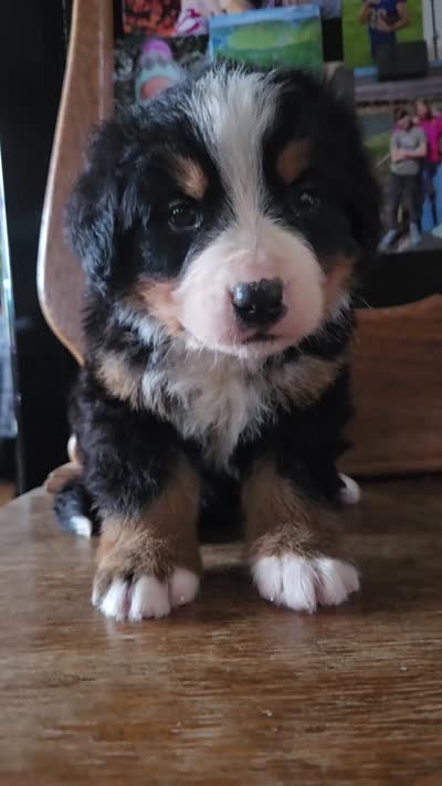 Clint, a male Bernese Mountain Dog for sale in Hillsboro, OH – 10 of 10