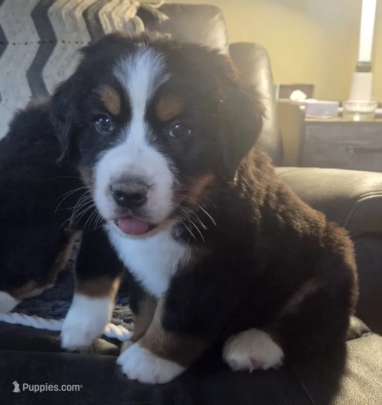 Mikey – Bernese Mountain Dog puppy for sale in Hillsboro, OH