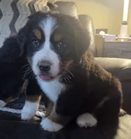 Mikey, a male Bernese Mountain Dog for sale in Hillsboro, OH – 1 of 10