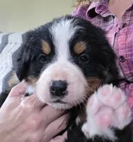 Clint, a male Bernese Mountain Dog for sale in Hillsboro, OH – 5 of 10