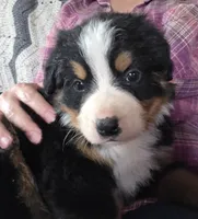 Clint, a male Bernese Mountain Dog for sale in Hillsboro, OH – 6 of 10