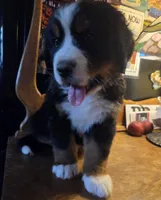 Mikey, a male Bernese Mountain Dog for sale in Hillsboro, OH – 2 of 10