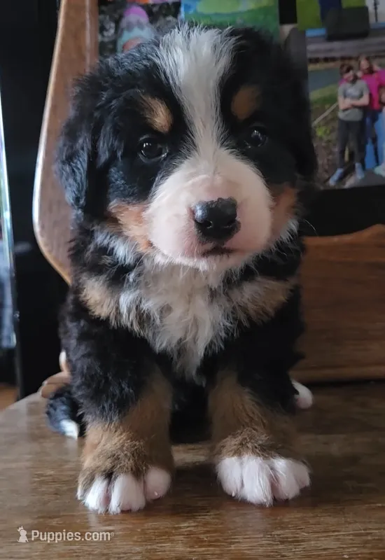 Clint – Bernese Mountain Dog puppy for sale in Hillsboro, OH
