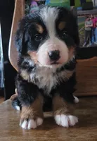 Clint, a male Bernese Mountain Dog for sale in Hillsboro, OH – 1 of 10