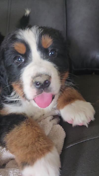 Mikey, a male Bernese Mountain Dog for sale in Hillsboro, OH – 8 of 10